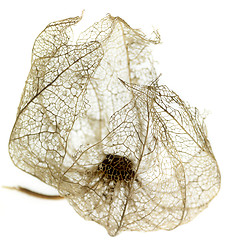 Image showing rottenchinese lantern detail