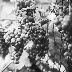 Image showing Grapes