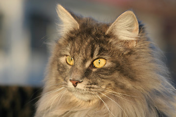 Image showing purebreed cat
