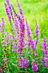 Image showing Lythrum salicaria