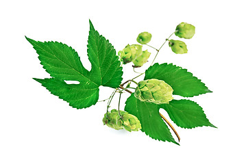 Image showing Hops twig