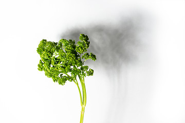 Image showing abstract: parsley