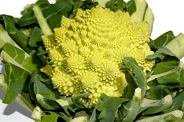 Image showing romanesco - italian broccoli