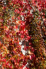 Image showing poison ivy leaves