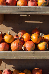 Image showing Pumpkins for sale