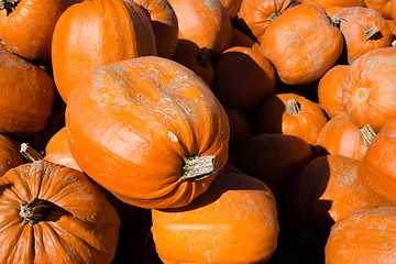 Image showing Heap of pumpkins