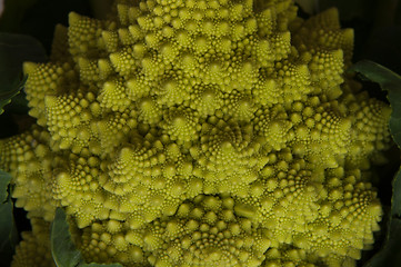 Image showing romanesco - italian broccoli