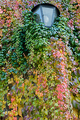 Image showing poison ivy leaves around old lantern