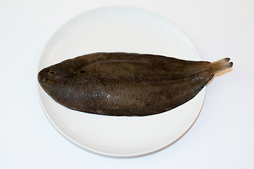 Image showing Dover sole (Solea solea)