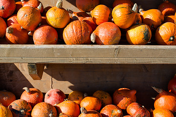 Image showing Pumpkins for sale