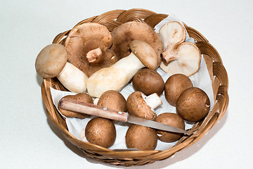 Image showing Collected Mushrooms