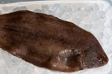 Image showing Dover sole (Solea solea)