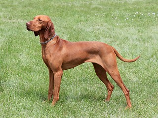 Image showing Hungarian Vizsla