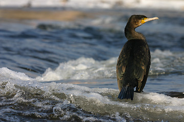 Image showing A majestic Cormorant 