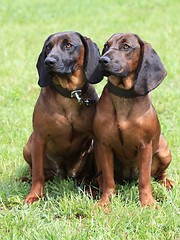 Image showing Bavarian Mountain Scenthound