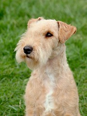 Image showing Lakeland Terrier