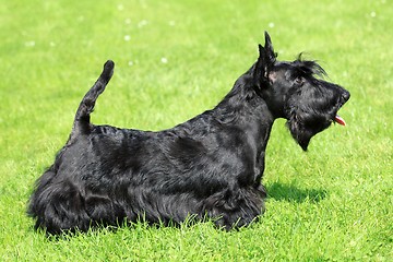 Image showing Scottish Terrier 