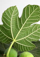 Image showing Fig Leave