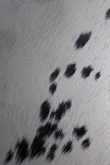 Image showing dalmatian