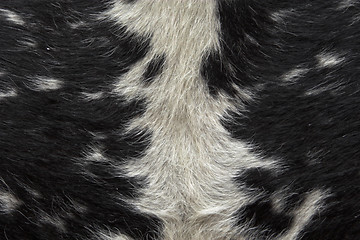 Image showing animal-hide