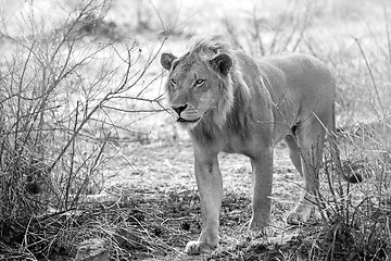 Image showing Wild lion