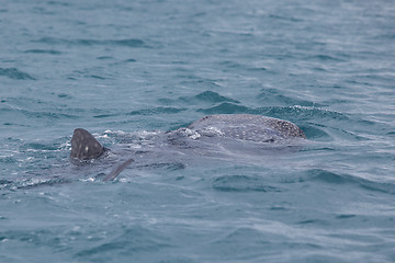 Image showing Whale Shark