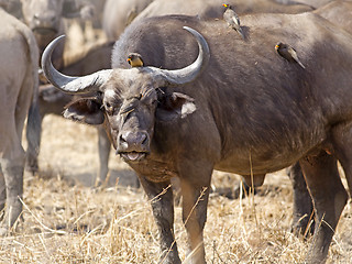 Image showing Wild African Buffalo