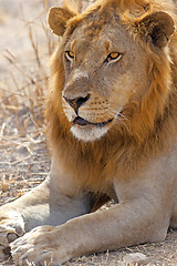 Image showing Wild lion