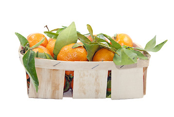 Image showing Mandarins