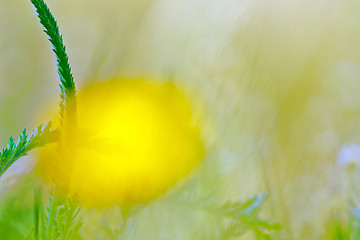 Image showing Spring flowers background