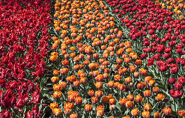 Image showing Field of Tulips