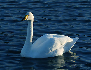 Image showing Swan