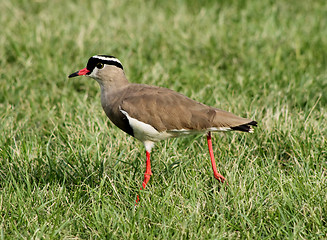 Image showing Crowned Plover Lapwing Bird with Extended Leg