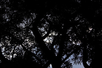 Image showing Silhouetted Tree Branches and Leaves