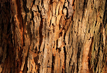 Image showing Tree Bark Background