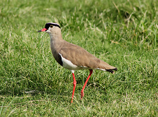 Image showing Crowned Plover Lapwing Bird