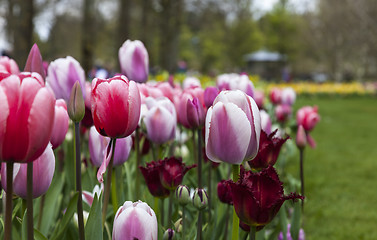 Image showing Tulips Garden