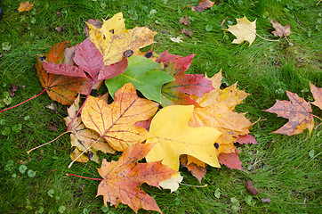 Image showing color form leaves stack lie meadow lawn autumn 