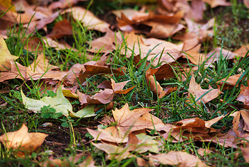 Image showing Autumn leaves on the grass