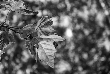 Image showing Autumn leaves with tree on background