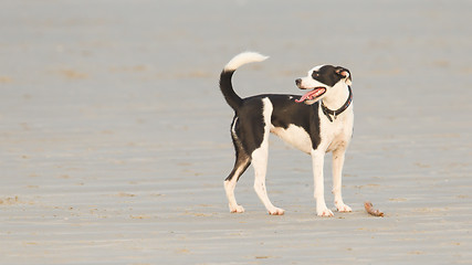 Image showing Dog playing with a stick on the beach