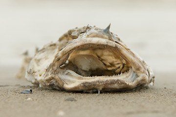 Image showing Decomposing dead fish carcass 