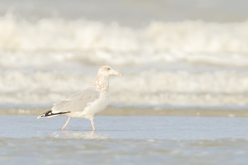 Image showing Herring gull on a beach