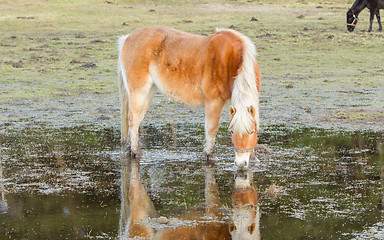 Image showing Horse standing in a pool after days of raining