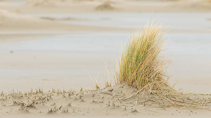 Image showing Dune-grass on the beach