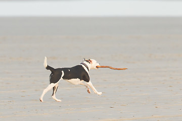 Image showing Dog playing with a stick on the beach