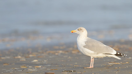 Image showing Herring gull on a beach