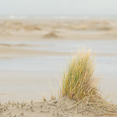 Image showing Dune-grass on the beach