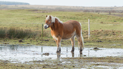 Image showing Horse standing in a pool after days of raining