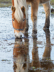 Image showing Horse standing in a pool after days of raining